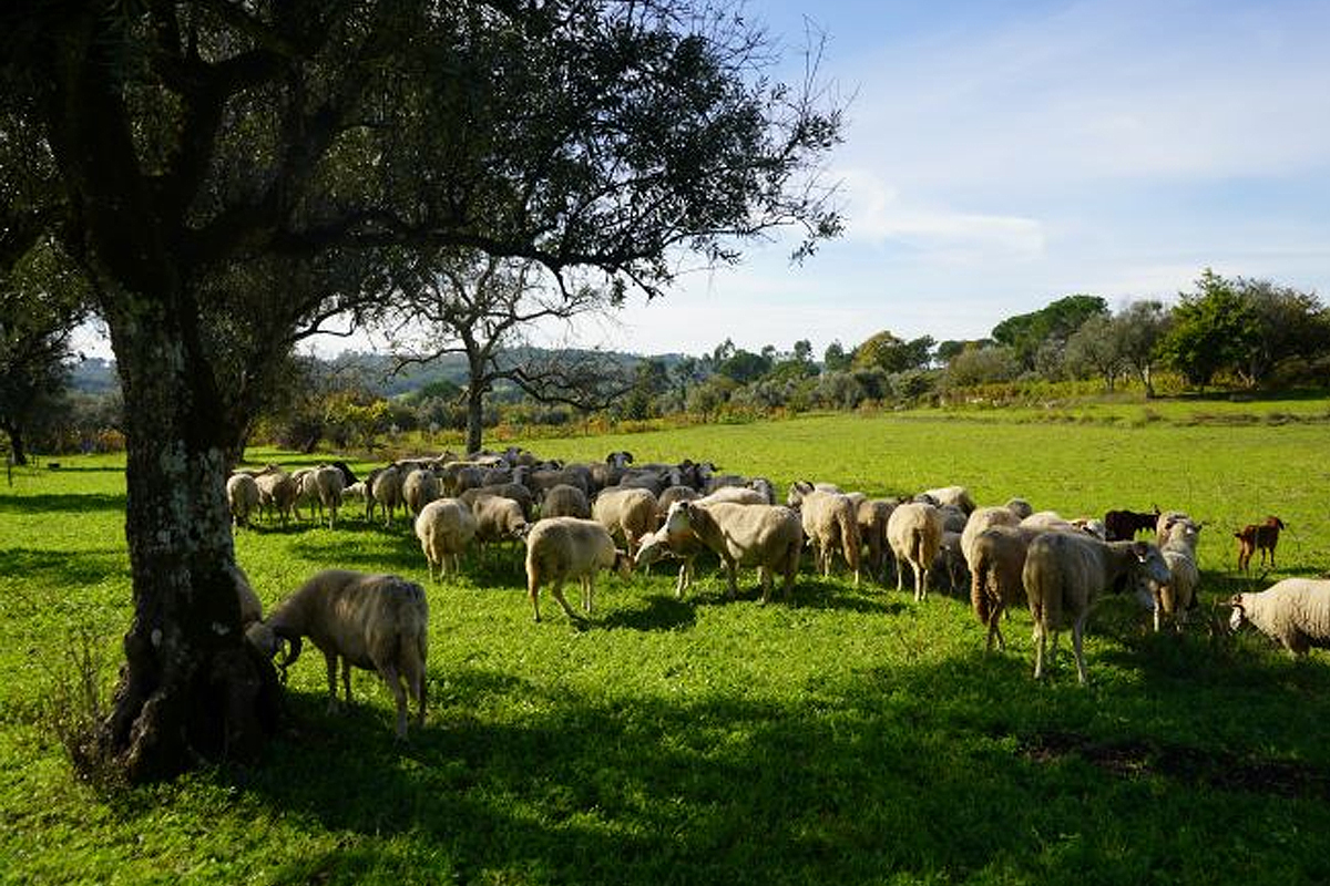 MANGUALDE | Município atribui Incentivo financeiro a 90 pastores