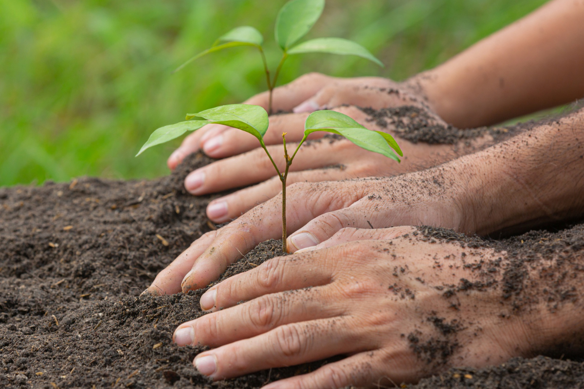 Município promove nova fase de reflorestação